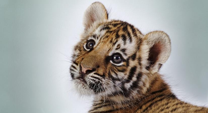 Több tucat tigris vesztette életét egy magán vadasparkban