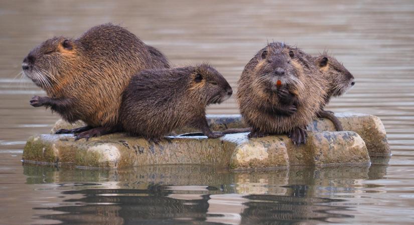Négy évig bujkáltak, most sikerült lefotózni őket