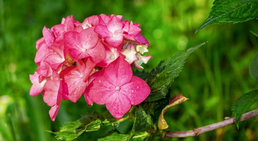 Hortenzia februárban: melyik típust szabad metszeni, és melyiket nem?