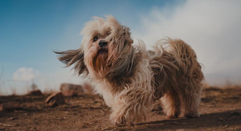 Csökkenő felhőzet, záporok és élénk szél