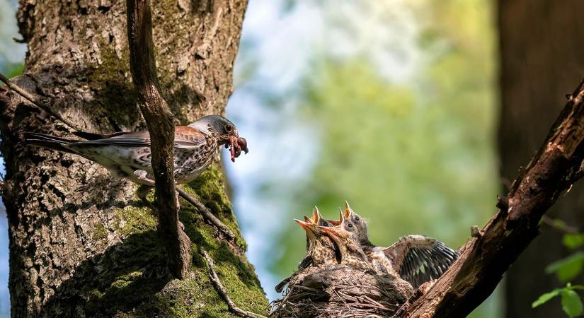 Mi történik a madarakkal, ha túl korán jön a tavasz? - Halálos csapda lehet a korai felmelegedés