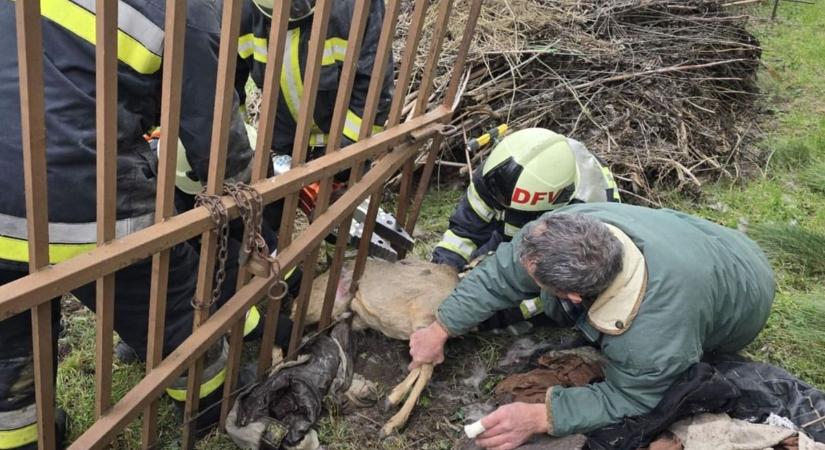 Kerítésbe szorult őzikét mentettek meg a dunaföldvári tűzoltók