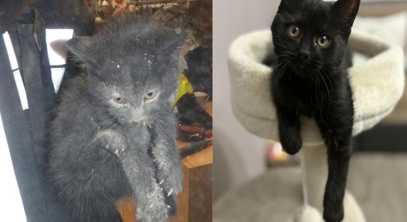 Így van most Pernye, a debreceni kéményből megmentett kiscica