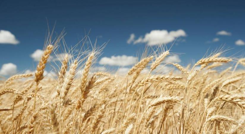 Rozs vagy búza látható a képen? Csak a legokosabbak tudják a választ az összes kérdésre