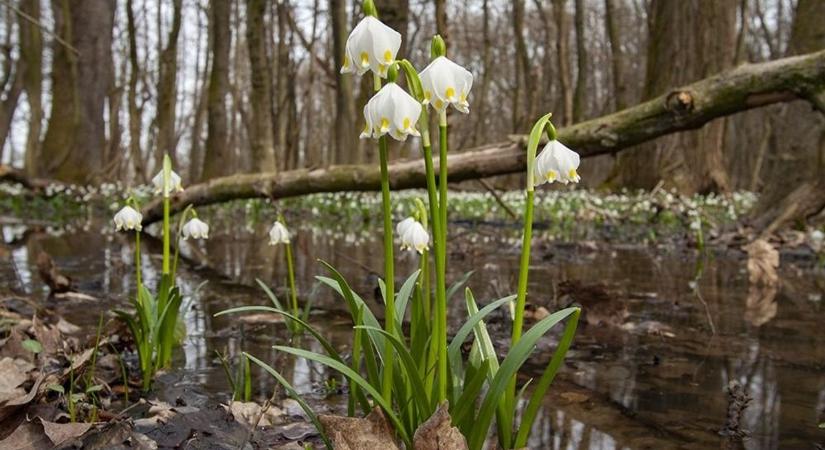 Életveszélyessé vált a tőzikeerdő - visszavonásig nem látogatható