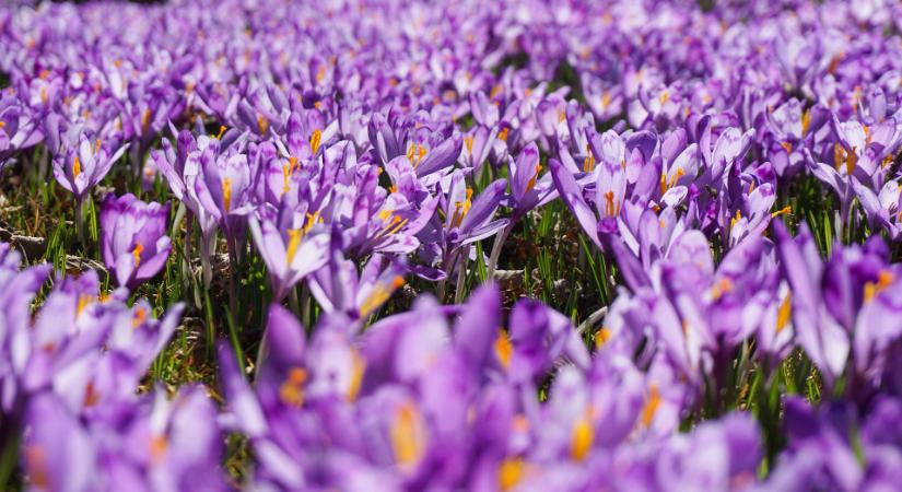 Kert: így védheti meg korán kibújt virágait a hajnali fagyoktól