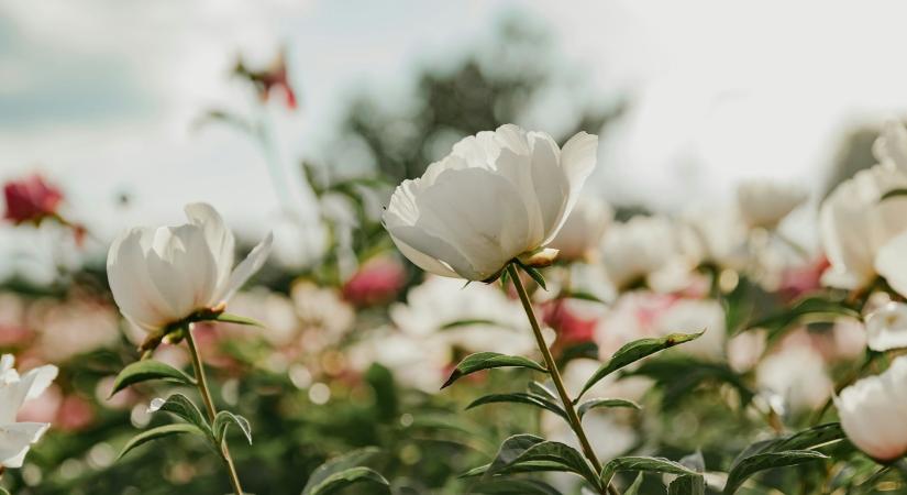 5 pozitív energiát hozó növény a kertedbe, amivel bevonzhatod a jólétet