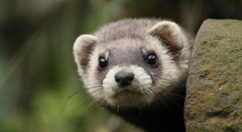 A rejtélyes állat, amiről eddig keveset hallottunk, most komoly ismertségre tett szert