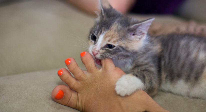 Játékból agresszió? Ez az oka a viselkedésnek és így tudod kezelni