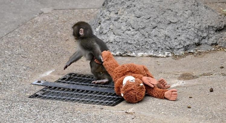 Világsztár lett az ikeás plüssbe bújó kismajom, Punch – Tristan Tate most megvásárolná az állatot