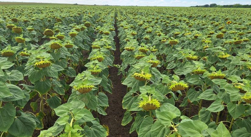 Új gyomok, régi problémák – változó gyomflóra napraforgóban