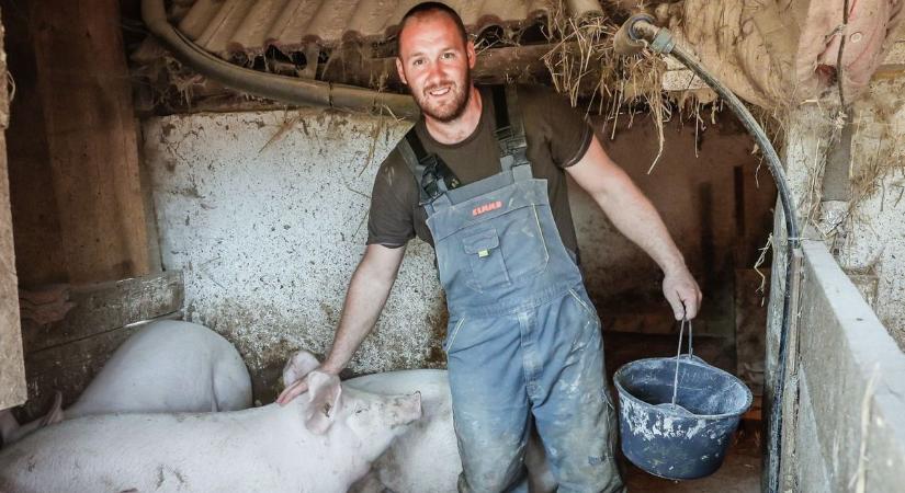 Ha van 100 sertésed, akkor nagylétszámúnak minősül a teleped – ilyen kötelezettségeid vannak!