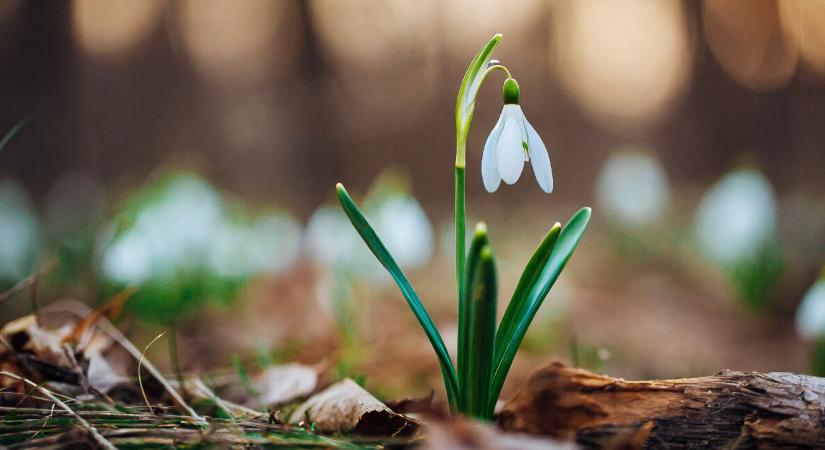Hóvirág: egykor kozmetikum, ma védett természeti érték