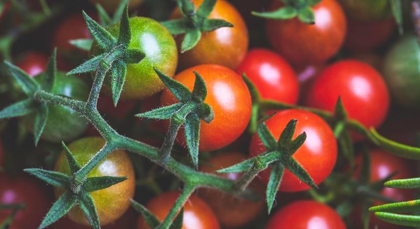 Ekkor vesd el a paradicsom- és paprikamagot, hogy gazdagon szüretelhess