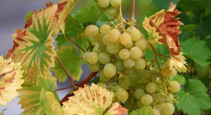 Zalában tarol, nálunk fenyeget a súlyos fertőzés