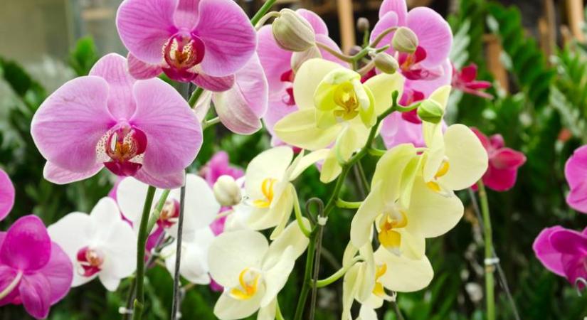 Gyökeret ereszt és virágba borul az orchidea ezzel a trükkel: mutatjuk, mi kell hozzá