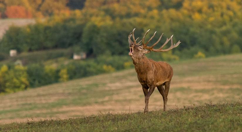 Közeleg az agancshullás: komoly bajba kerülhet, ha hazaviszi