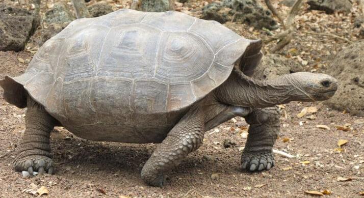 Óriásteknősök hazatérnek – 180 évnyi csend után újra Floreana sziget vadonjában kóborolnak