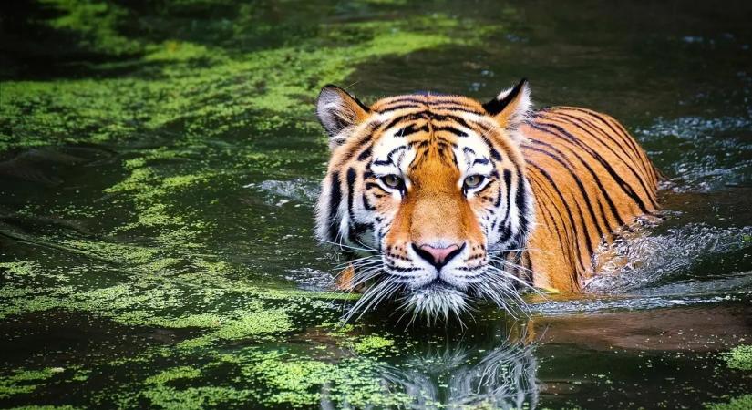 Több tucat tigrist pusztított el egy halálos vírus Thaiföldön