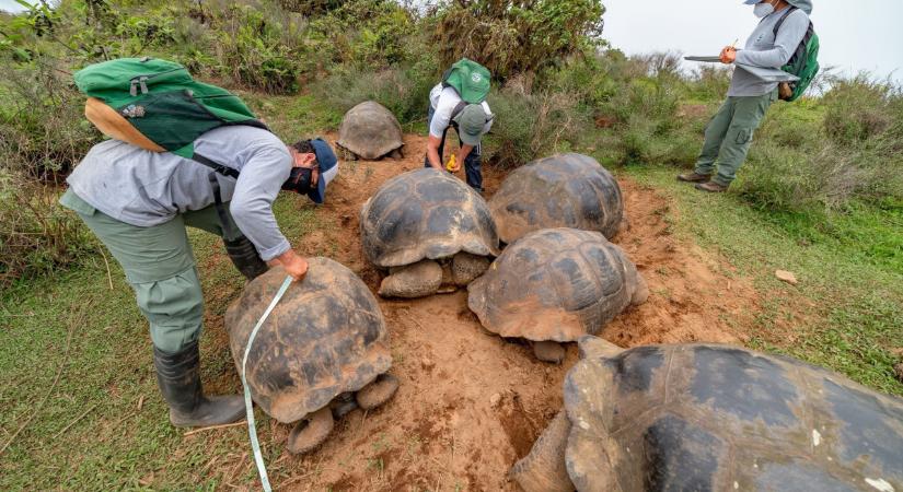 Visszatérnek az óriásteknősök a legendás szigetre