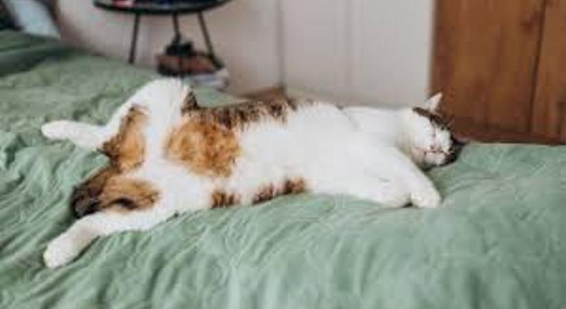 Kisállat stresszcsökkentő hatása: ezért érezzük magunkat nyugodtabbnak egy kutya vagy macska mellett