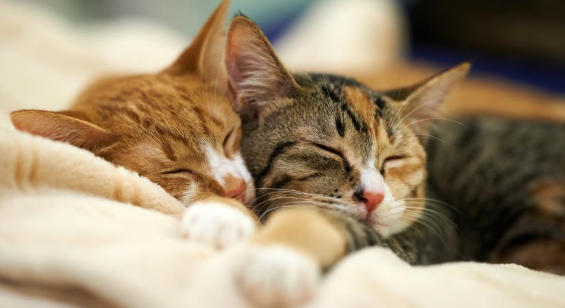 Valóban boldogabb lesz a macskád, ha beszerzel mellé egy társat?