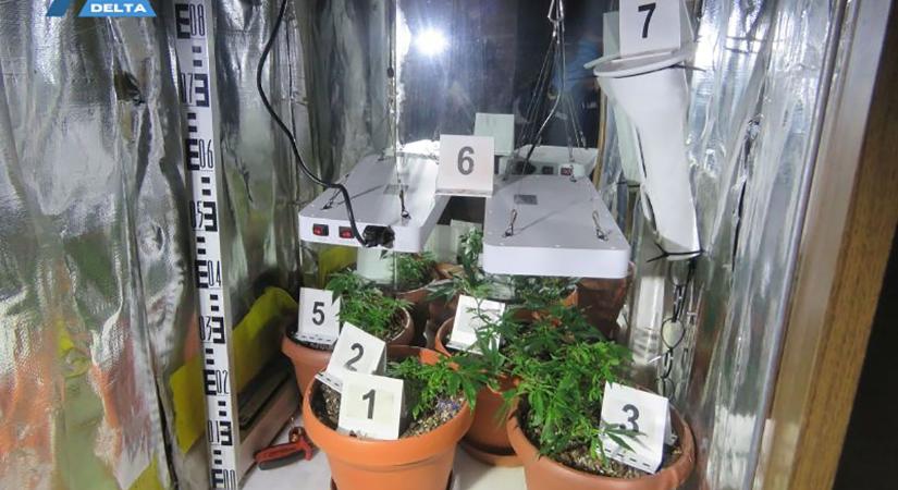 Ruhásszekrényben nevelt kábítószert tartalmazó kendert egy férfi Nagybánhegyesen