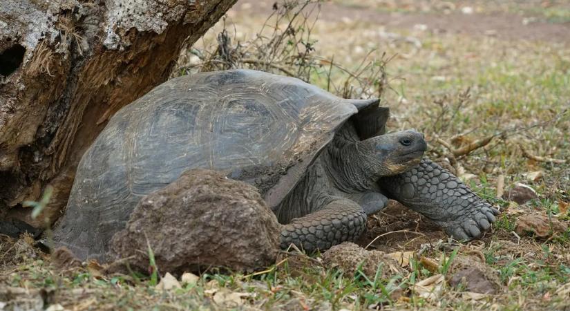Olyan helyen jelentek meg óriásteknősök, amire senki sem számított