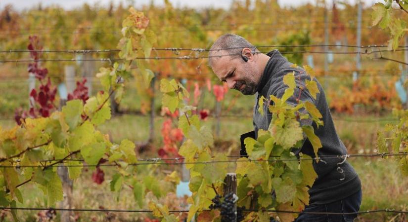 Veszélyben a tradíciónk? Megállíthatatlan a szőlőbetegség!