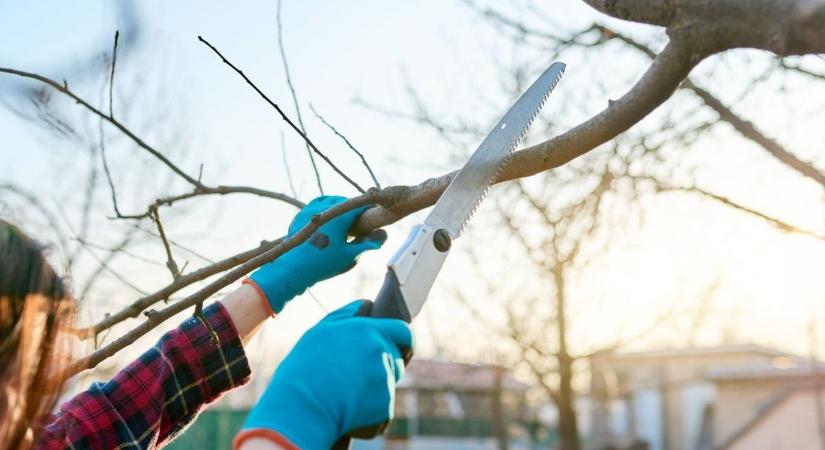 Gallyazási munkák indulnak Baján