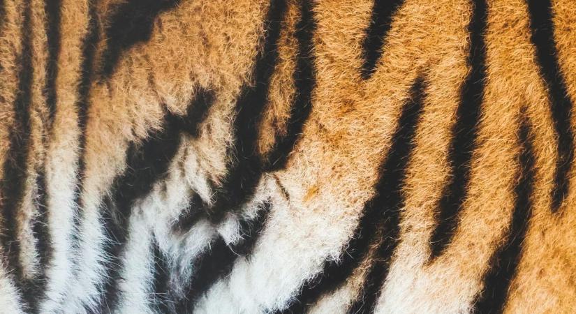 Elpusztultak a tigrisek, kiakadtak az állatvédők