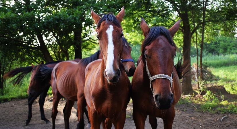 A Facebookon szelíd, a valóságban problémás? – így vernek át a modern kori kupecek