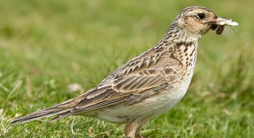 Eltűnőben az égi dal: Miért fogyatkozik drasztikusan a mezei pacsirta állománya?