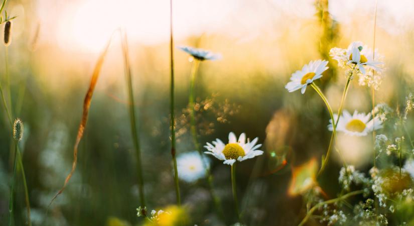 Drasztikus változás az időjárásban: a fagyok után megérkezik a tavaszias enyhülés