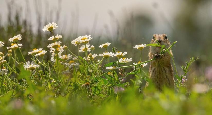 Természetvédelmi program indult az európai ürgék megőrzéséért