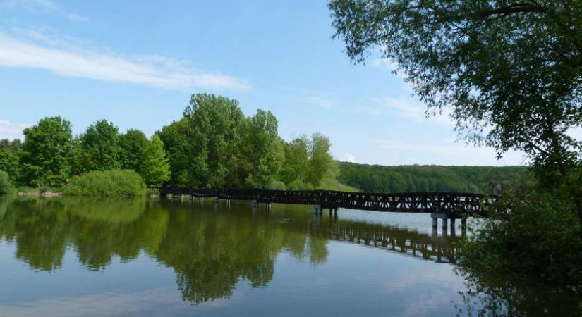Ember méretű ragadozó halat találtak ebben a magyar tóban