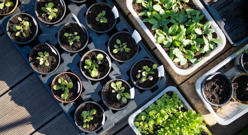 Erre figyelj, ha most kezdesz palántázni!