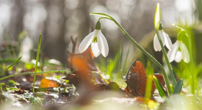 Kora tavaszias idő várható a jövő héten