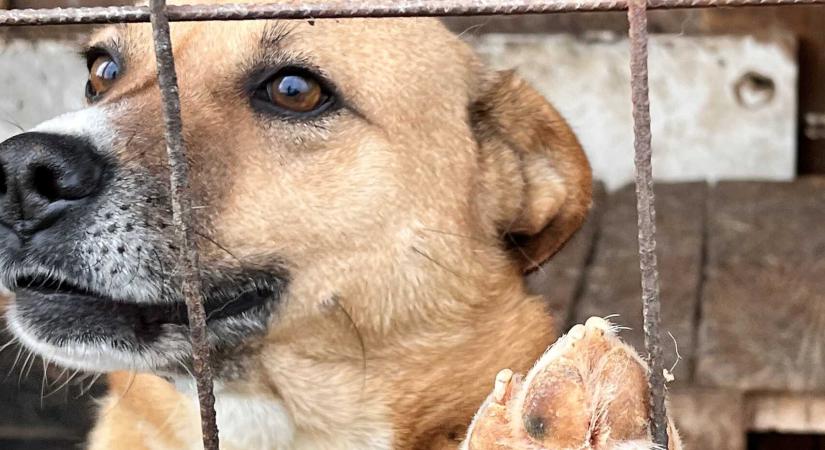 „A borzalmak telepei”: Arra kellene összpontosítani, hogy minél kevesebb kutya kerüljön utcára, majd menhelyre