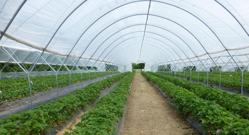 Fóliasátor téli szellőztetése: párásodás, gomba, és a jó napi rutin