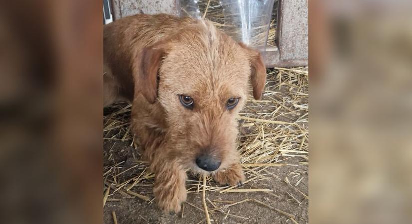 Megvadult kóbor kutyák haraptak meg járókelőket, sértettek jelentkezését várják