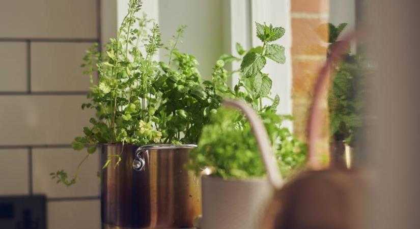 Mire jó a cickafark? Gyógynövények villámkvíze