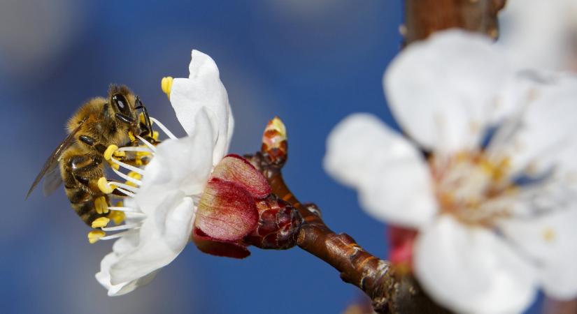 Így múlik el a tél: kora tavaszias, olykor szeles idő várható február utolsó hetében