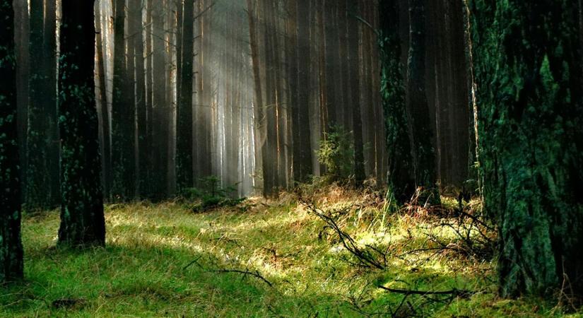 Erdőirtás, vagy gazdálkodás? Az erdészek visszautasítják a civilek vádjait