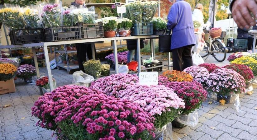 Ha így metszi a krizantémot, biztosan sok virágot hoz majd