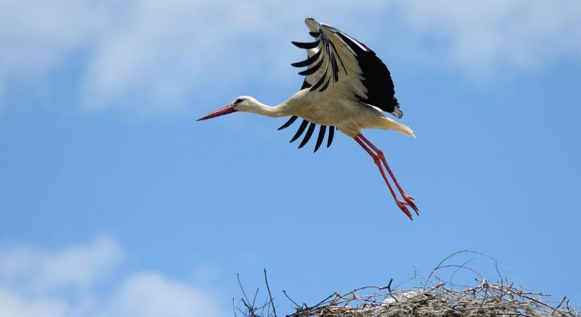 Megérkezett a tavasz hírnöke Bács-Kiskunba – Akasztón már feltűnt az első gólya