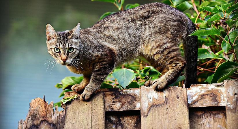 Sokkoló felfedezés: a macskákban kialakuló rákos megbetegedés lehet a kulcs az emberi daganatok gyógyításához?