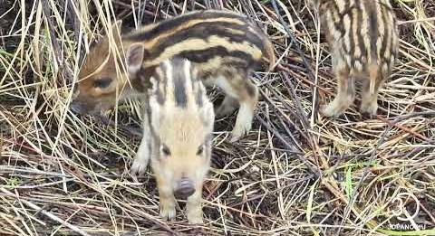 a hét legcukibb videója: 30 vadmalac született a Berekben (sokszinuvidek.24.hu)