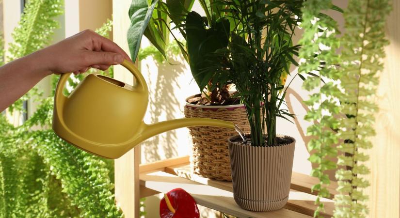 Ha ezeket a hibákat elköveted, hiába öntözöd, sosem fog virágozni a szobanövényed