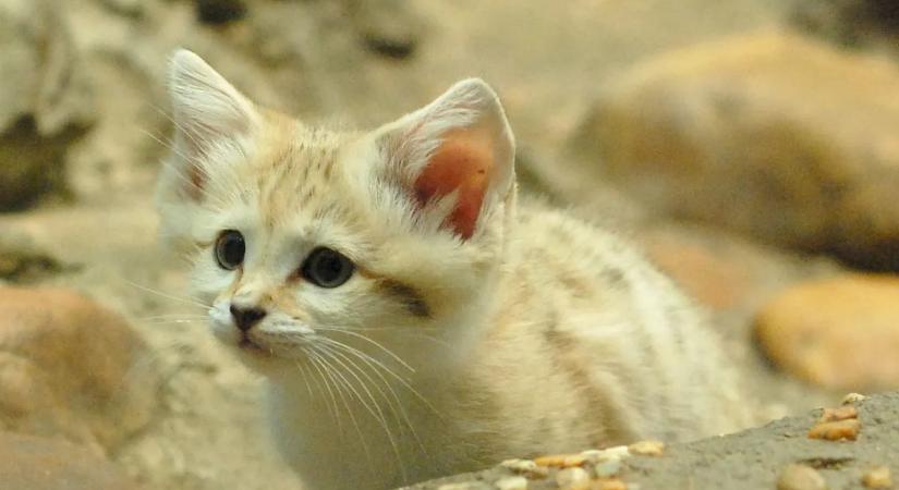 A világ legfurcsább macskája nem nyávog, hanem ugat